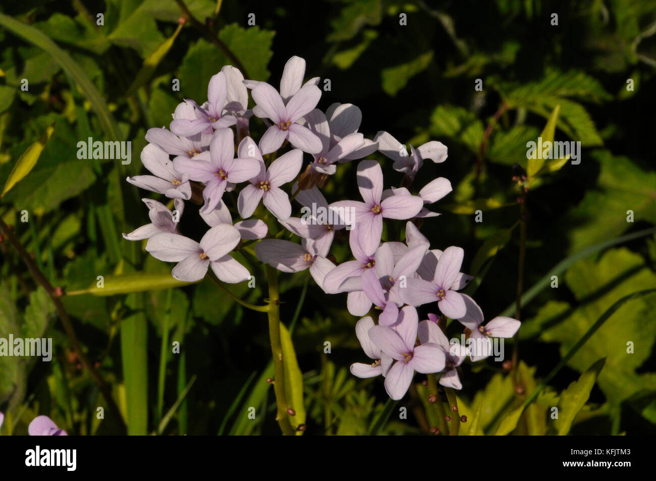 Coralroot bittercress 'cardamine bulbifer' rosa / fiore lilla, rare, viola-marrone di bulbilli, dei boschi, dei suoli calcarei. somerset.uk Foto Stock