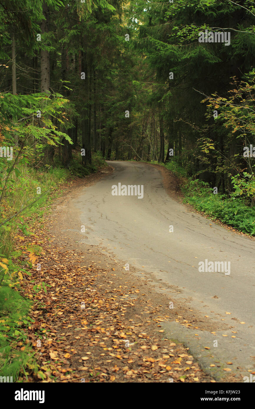 Avvolgimento di viaggio strada forestale in autunno, andare la distanza Foto Stock