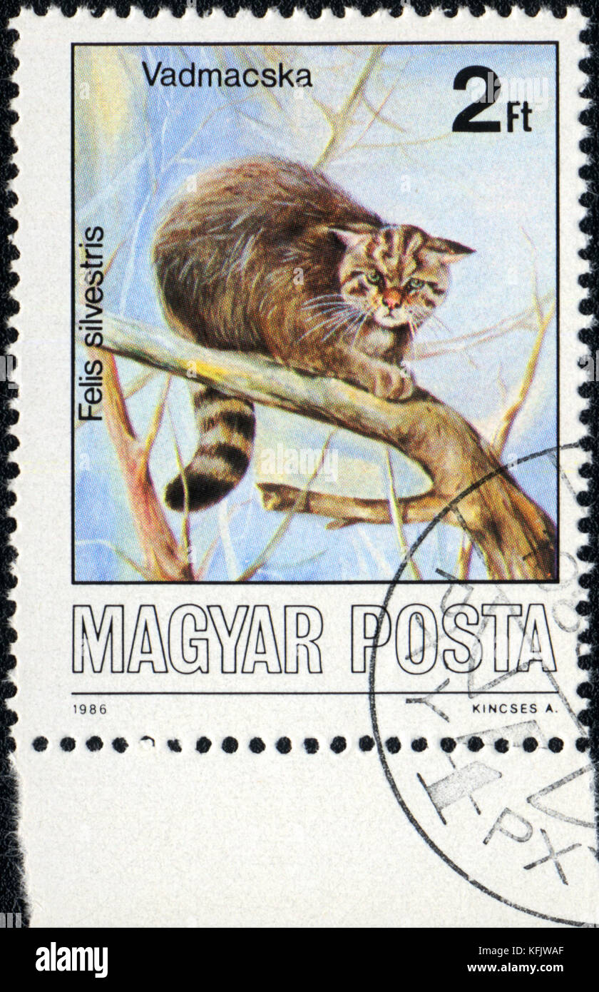 Un francobollo stampato in magyar mostra il gatto selvatico Felis silvestris, circa 1986 Foto Stock