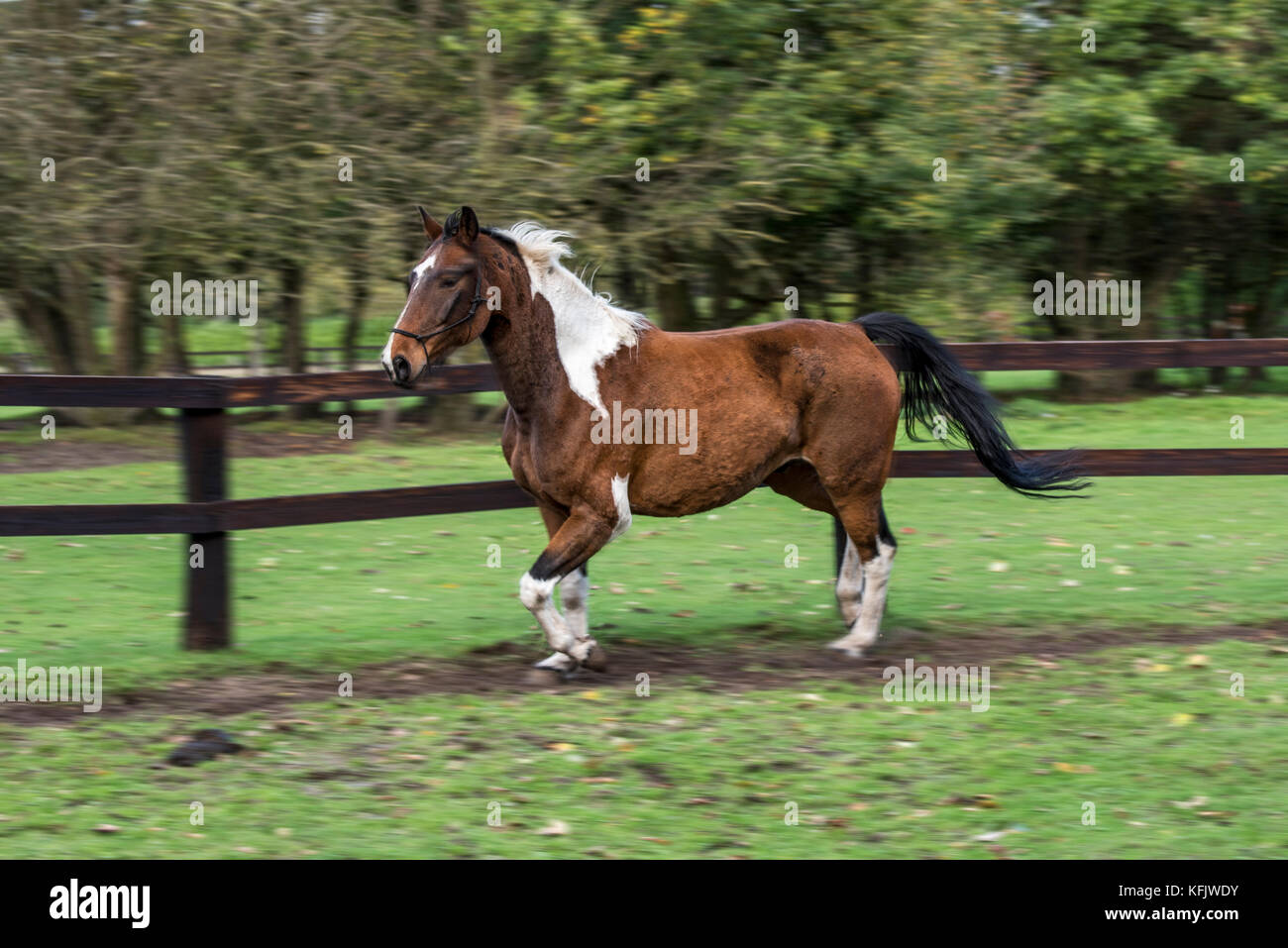 Movimento immagine sfocata di pinto cavallo / quarter horse stallone in esecuzione al di fuori del campo entro il contenitore di legno Foto Stock
