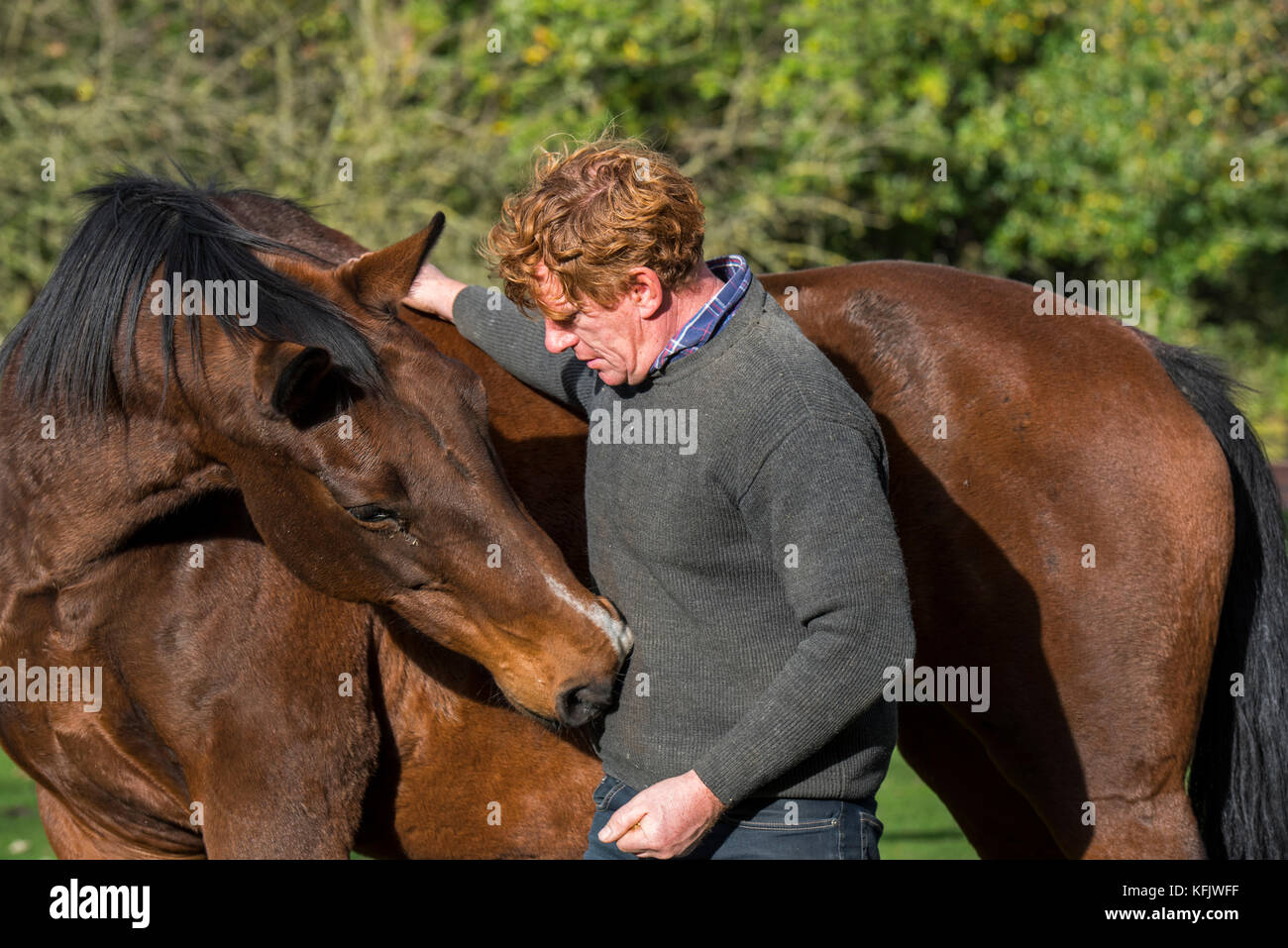 Belga cavallo warmblood checking out horse whisperer / equitazione naturale medico all'aperto di lavoro nel campo Foto Stock