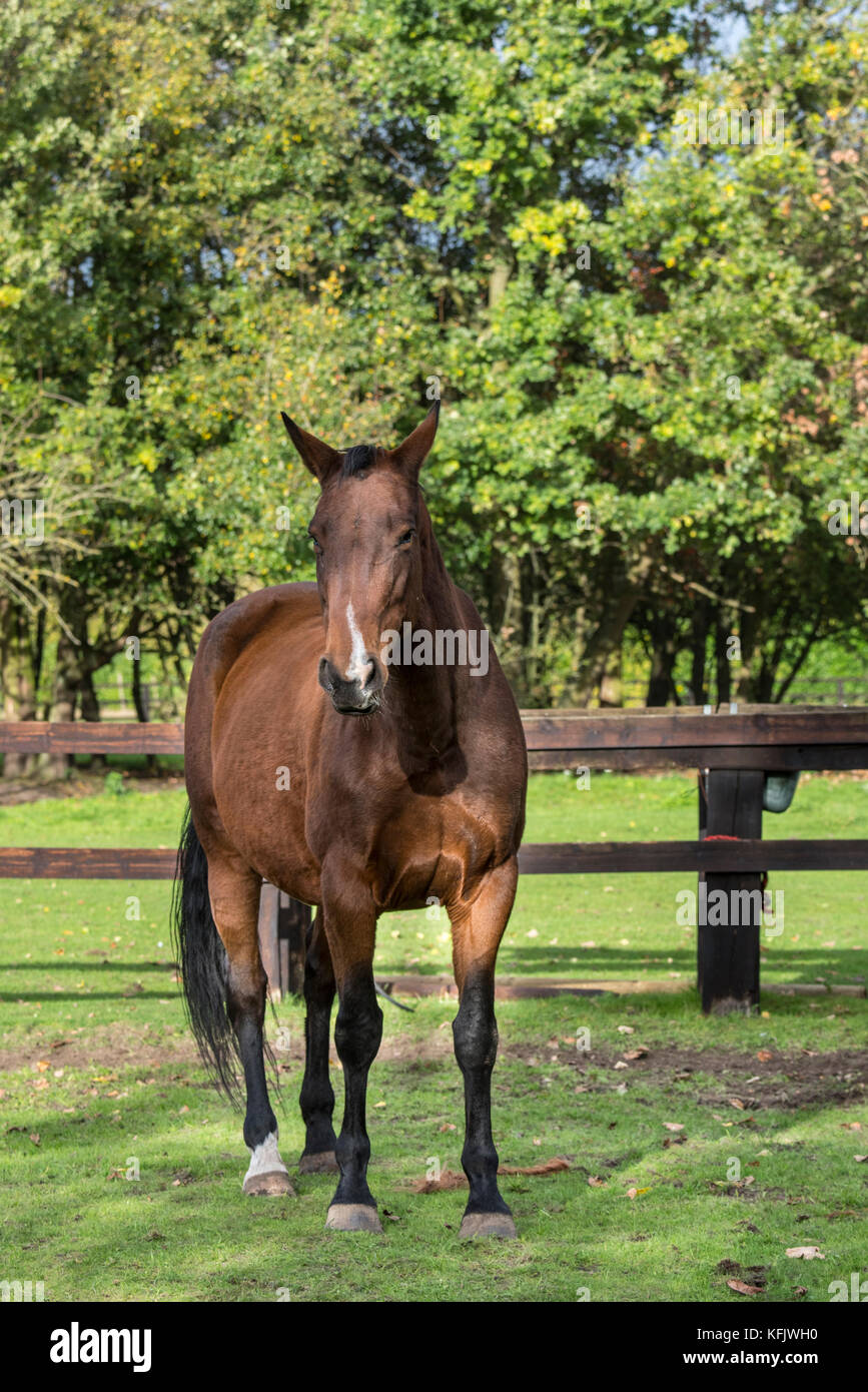 Warmblood belga cavallo mare all'aperto in campo all'interno della recinzione di legno Foto Stock