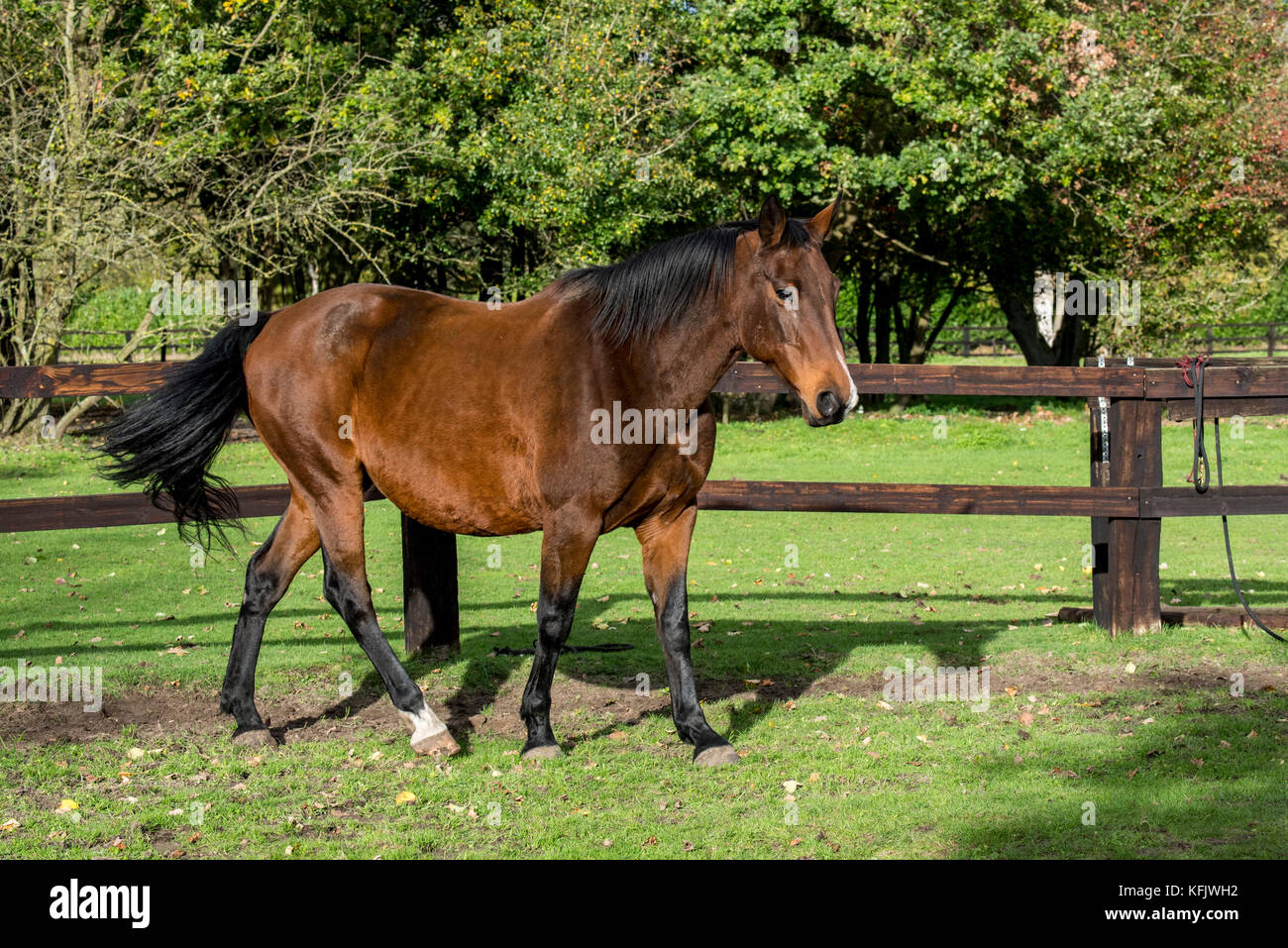 Warmblood belga cavallo all'aperto in campo all'interno della recinzione di legno Foto Stock
