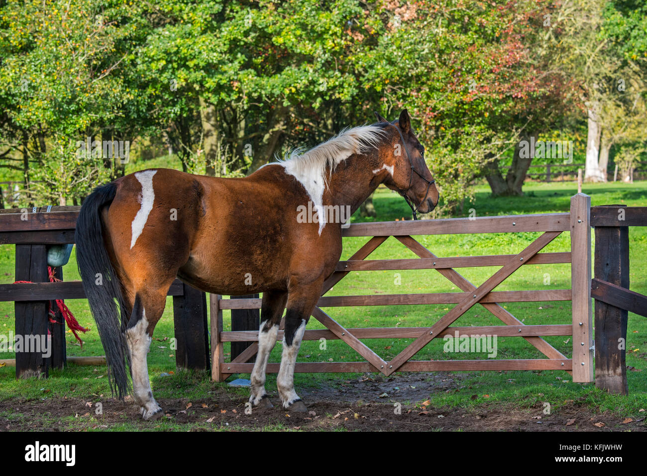 Pinto cavallo / quarter horse stallone al di fuori in campo all'interno della recinzione di legno Foto Stock