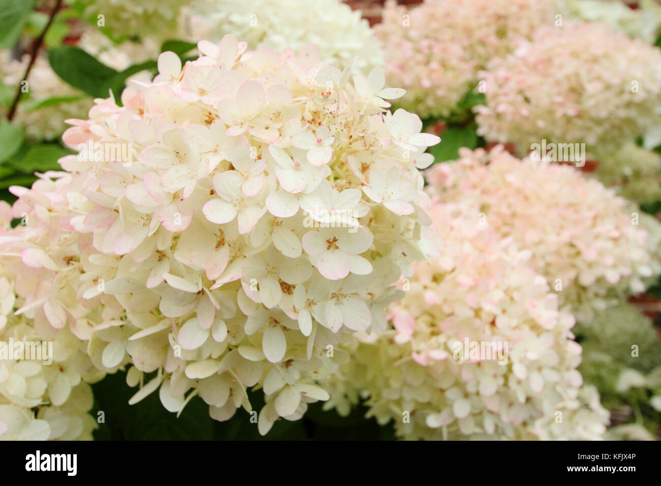 Hydrangea paniculata 'Grandiflora' blossoms (orecchie) in un giardino inglese confine in estate (agosto), Regno Unito Foto Stock