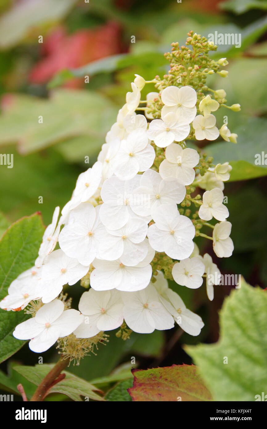 Fiore o panicle di Hydrangea quercifolia "Alice" in un giardino confine in estate (agosto), Regno Unito Foto Stock