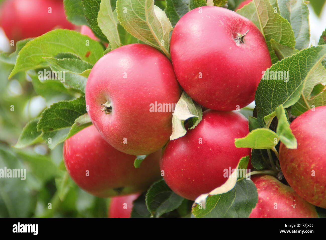 Malus domestica 'scoperta' mele, un inizio di stagione dessert di frutta, avvicinandosi alla maturità in un giardino inglese in estate (agosto) Foto Stock