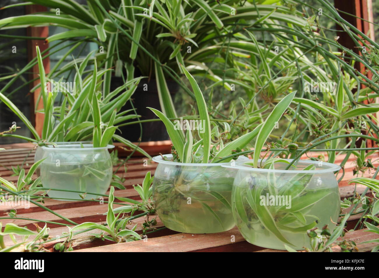 Materiali di moltiplicazione spider piante dalle guide (stoloni) ponendo in acqua per favorire la crescita delle radici di piante di bambino (plantule), Regno Unito Foto Stock