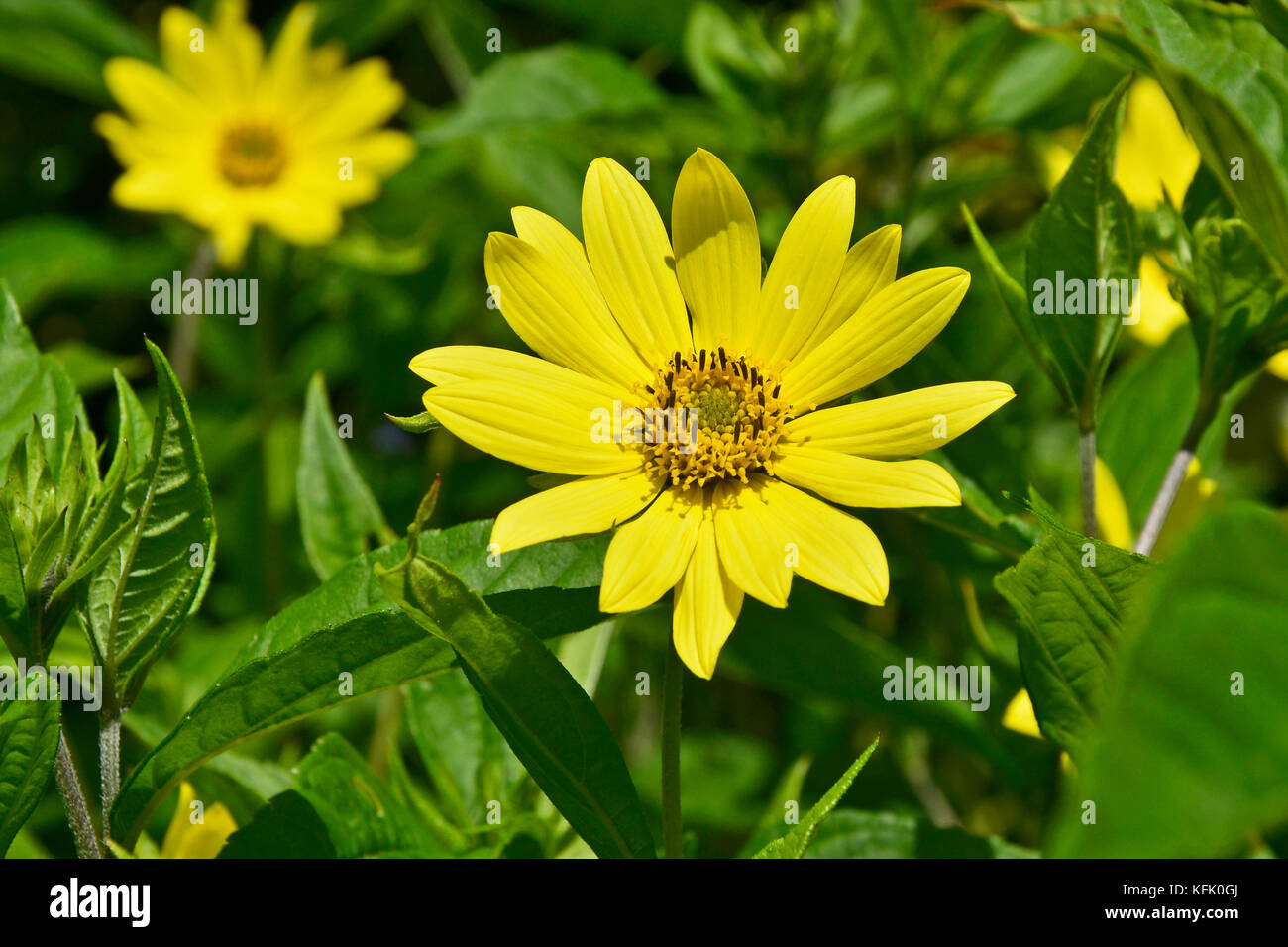 Helianthus 'lemon queen' in stretta fino Foto Stock