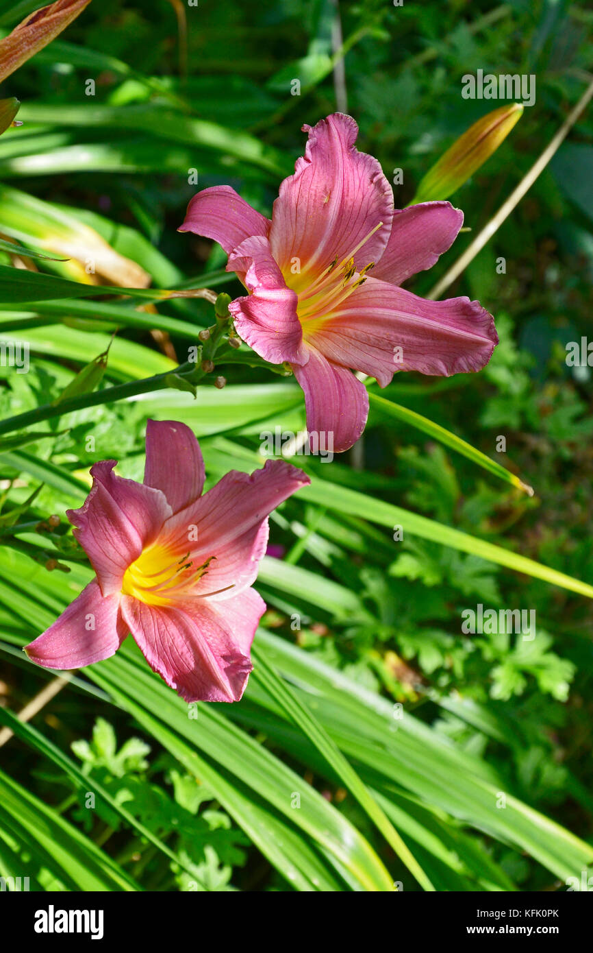 Hemerocallis 'Summer vino' si chiudono in un paese giardino Foto Stock