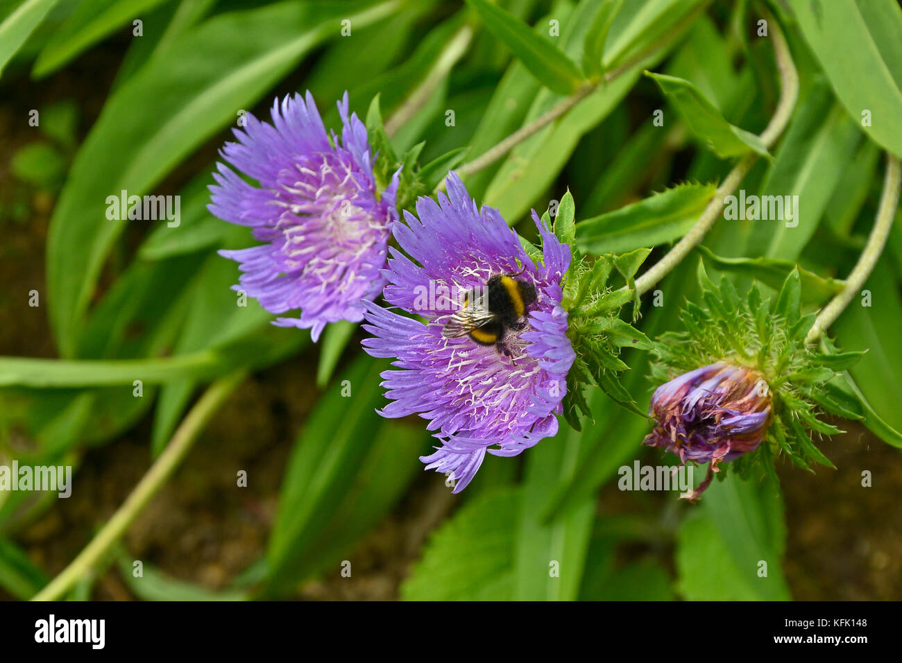 Stokesia laevis 'Blue star' con polonating bee Foto Stock