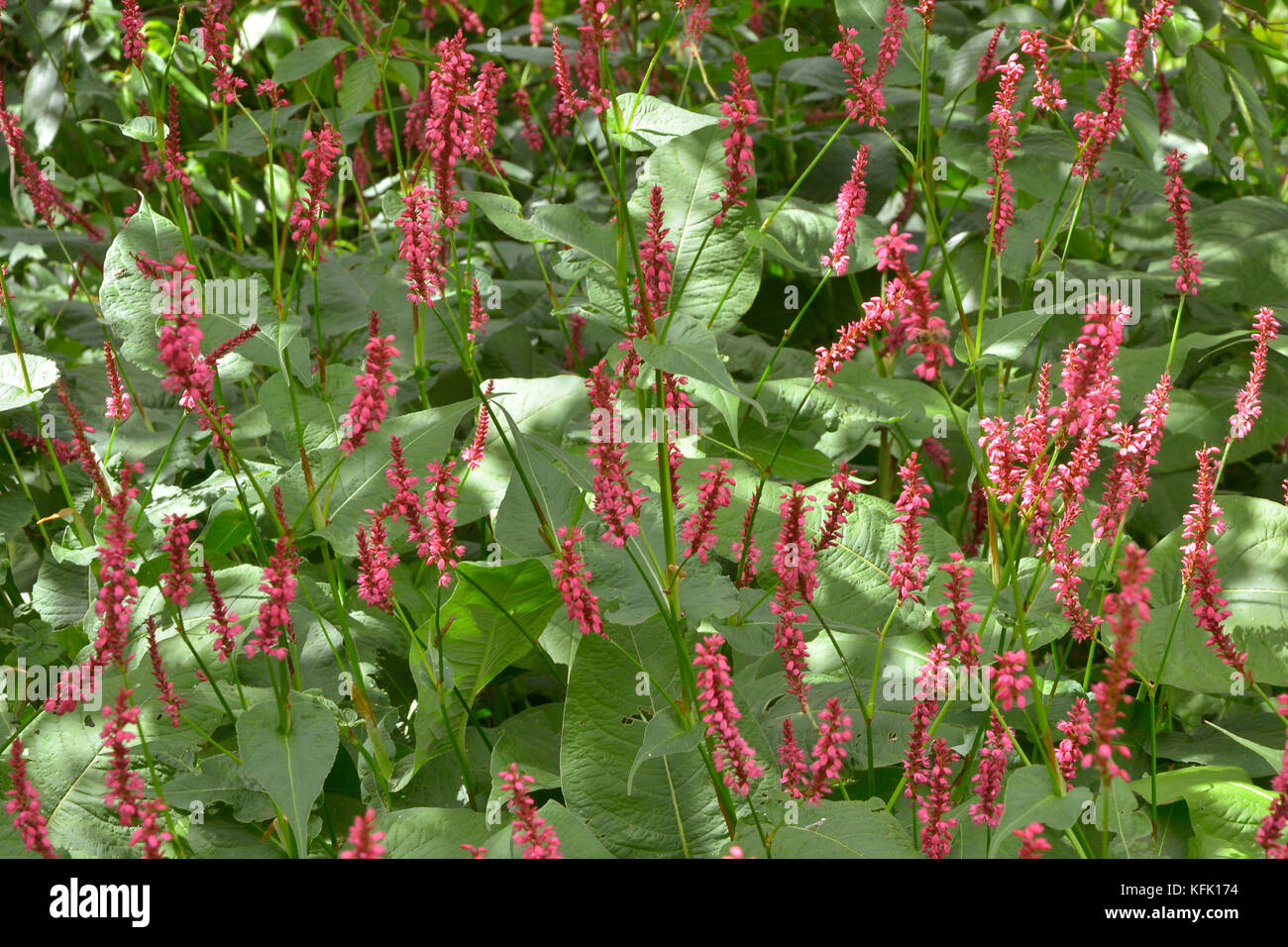 Giardino confine con la fioritura persicaria Foto Stock