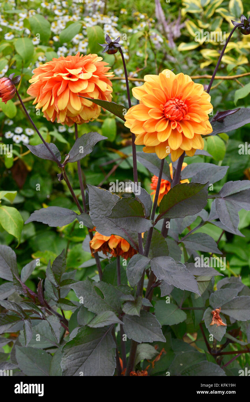 Dahlia 'david howard' si chiudono in un cottage gardens flower border Foto Stock