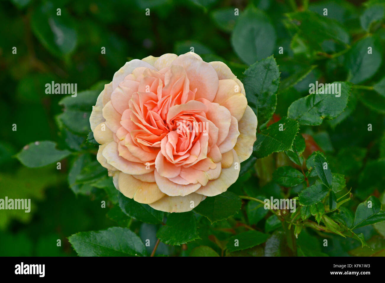 Rosa "joie de vivre" in stretta fino in un paese grden Foto Stock
