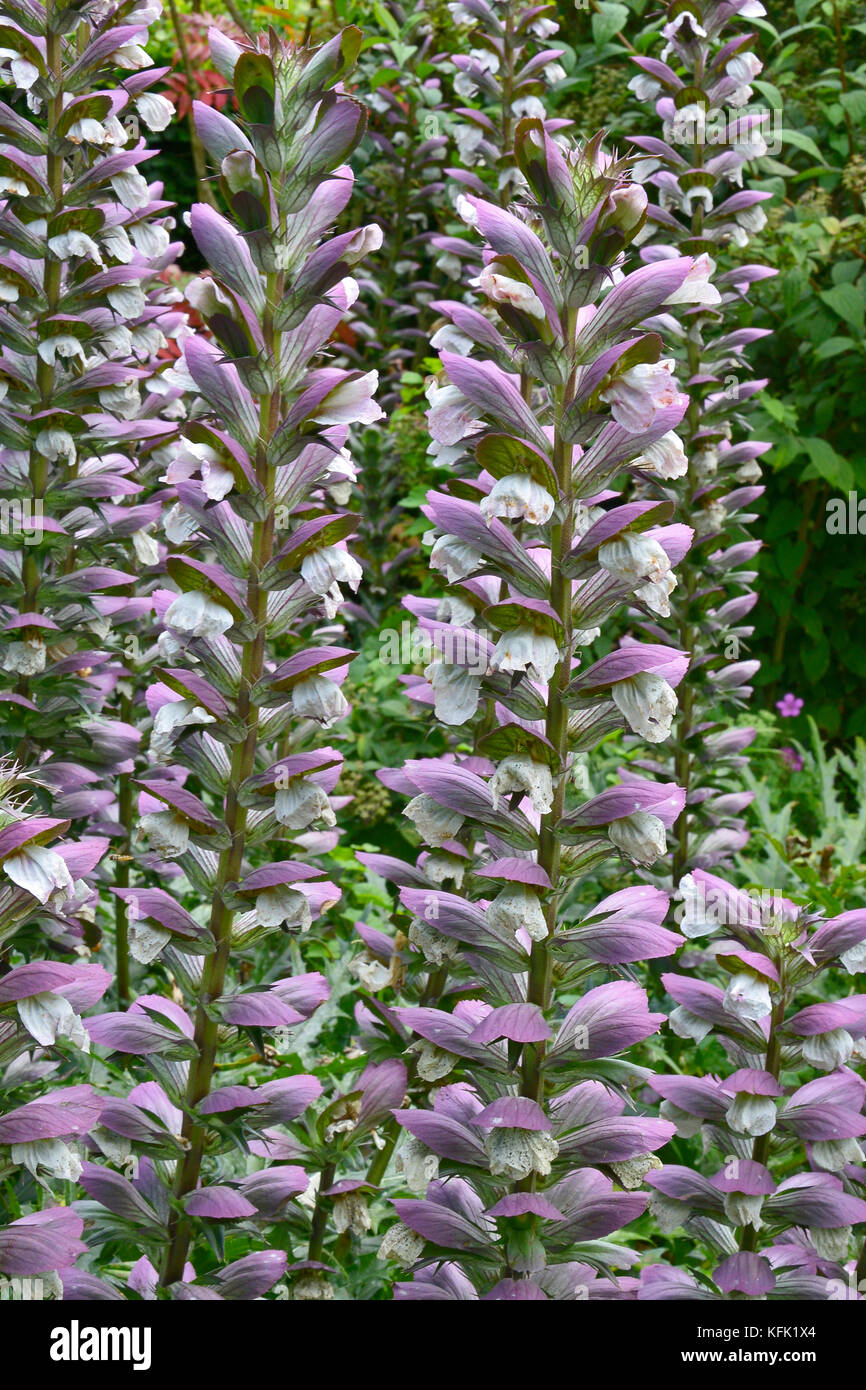 Acanto spinosus in un confine di fiori di un giardino cottage Foto Stock