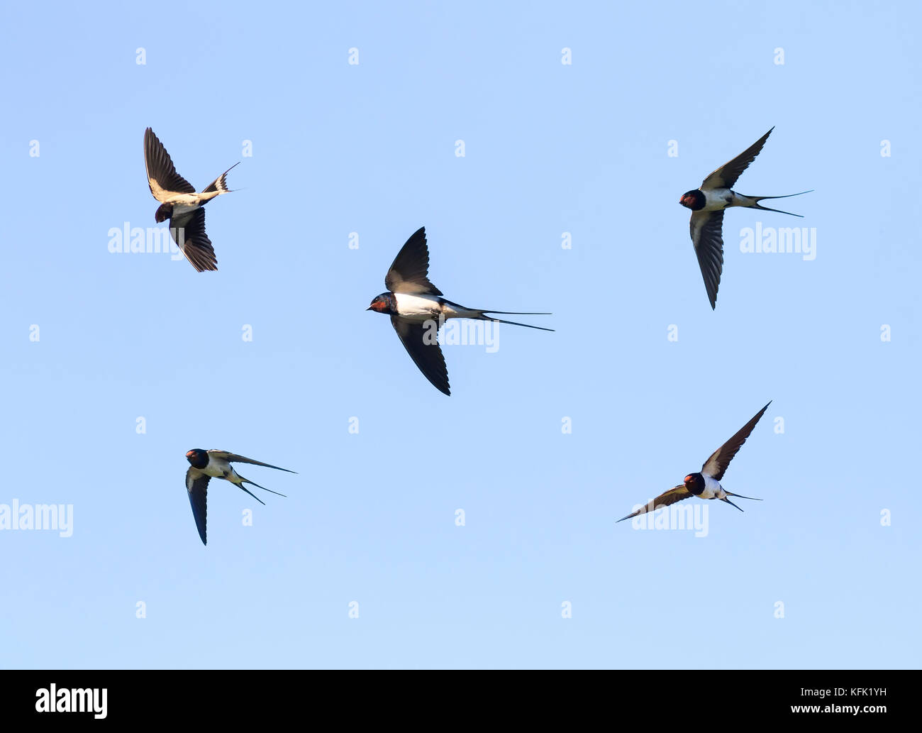Gli uccelli rondini volare nel cielo blu ampiamente diffuse le sue ali Foto Stock