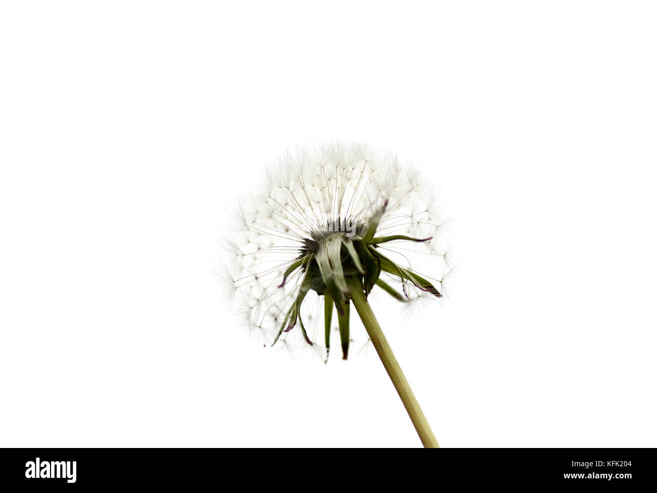 Soffice testa di un fiore di tarassaco con semi su un bianco sfondo isolato Foto Stock