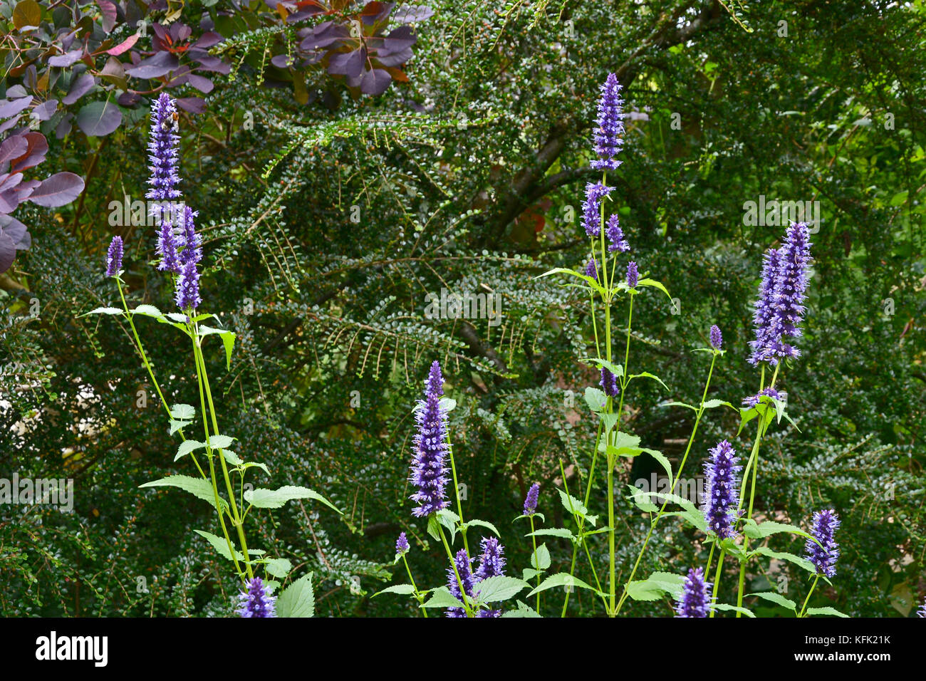 Agastache 'black sommatore' in un bordo del giardino Foto Stock