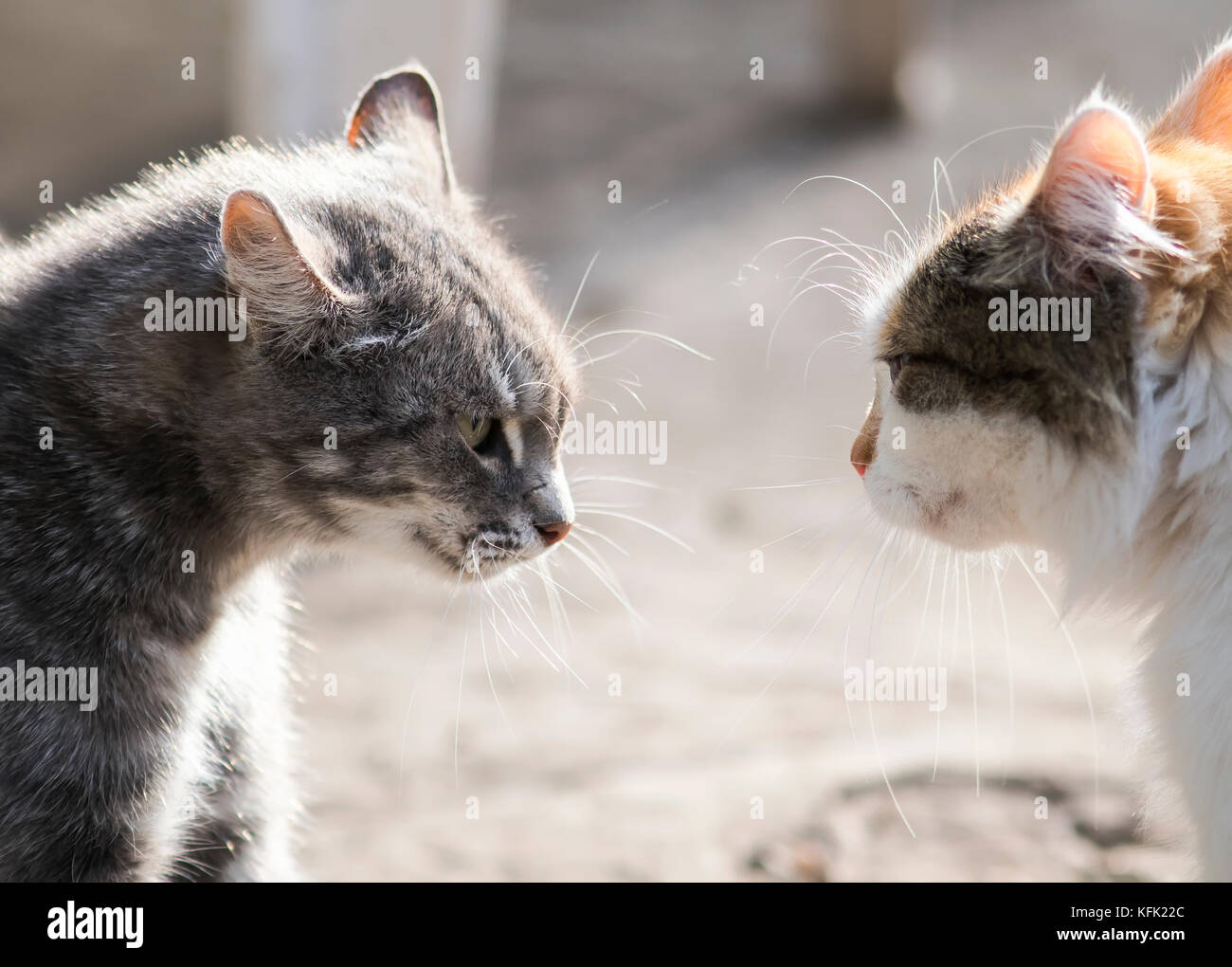 Due gatti sono in piedi di fronte a ogni altro aggressivo e il male umore Foto Stock