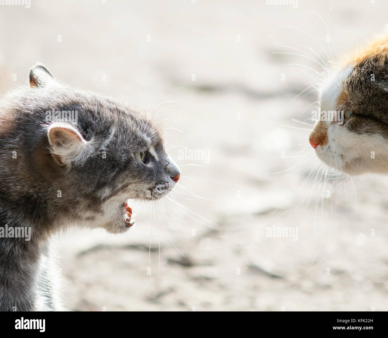 Due gatti sono in piedi di fronte a ogni altro aggressivo e il male umore Foto Stock
