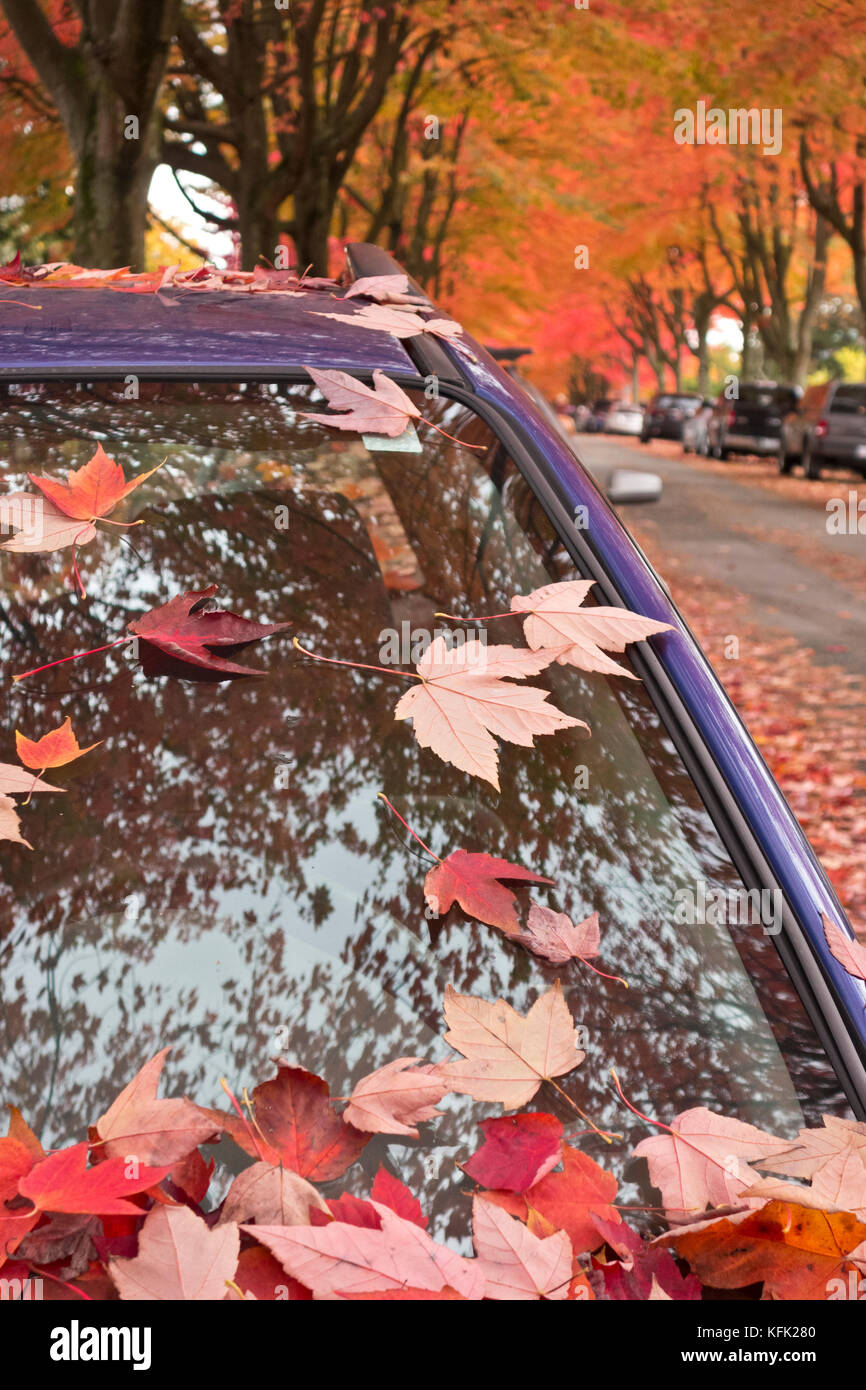 Foglie di autunno su di un parabrezza di automobile su una strada di Vancouver. Foto Stock
