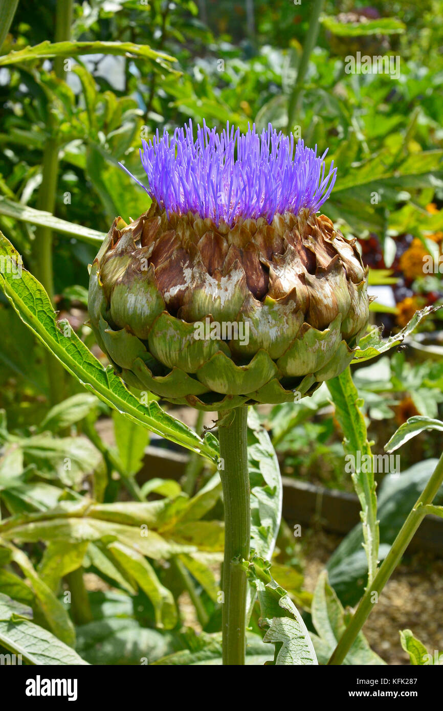 Carciofi Cynara scolymus in un orto Foto Stock