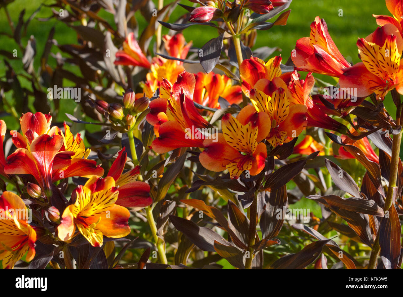 Alstroemeria fiore Foto Stock