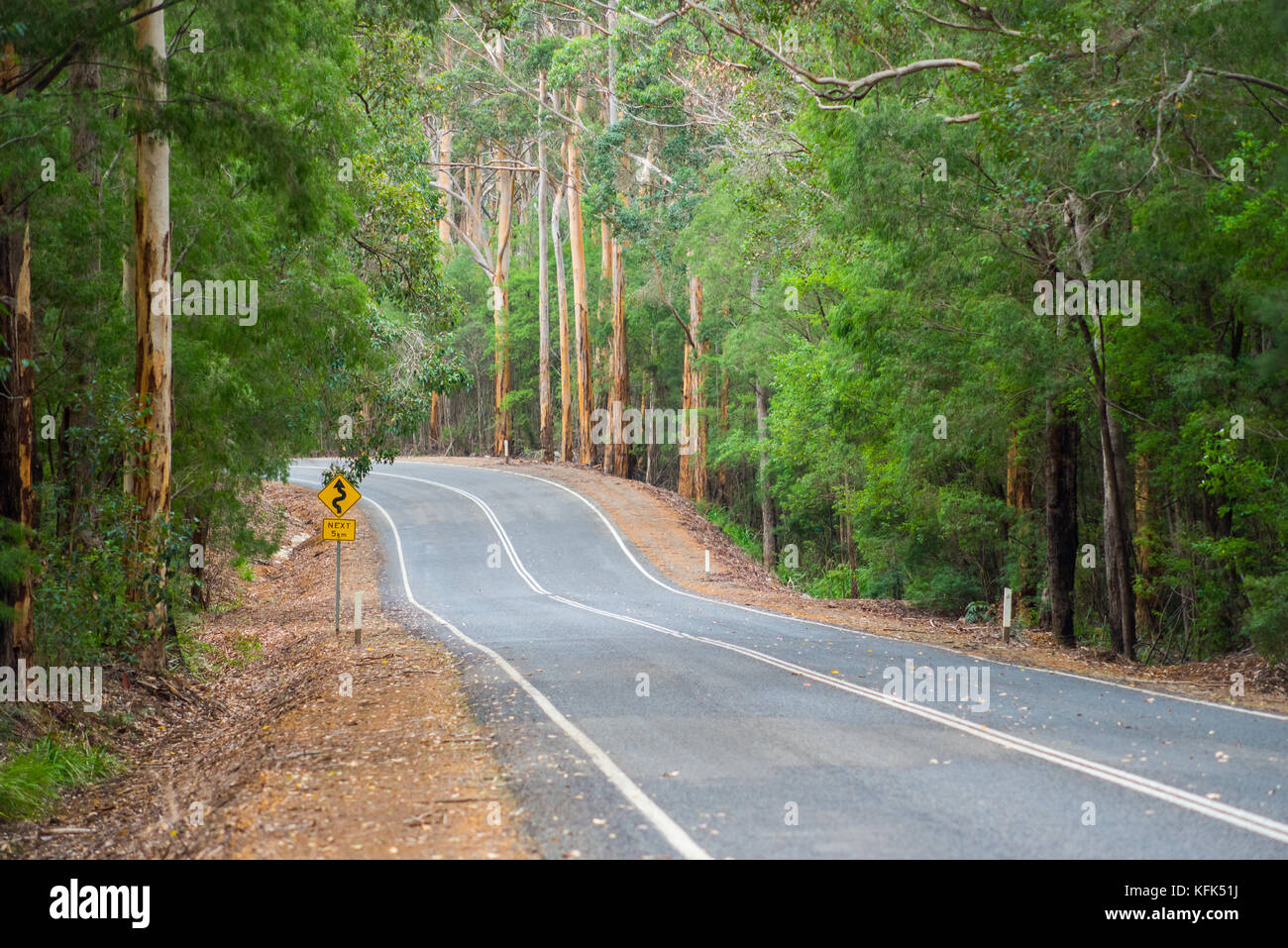 Gli alberi di Jarrah costeggiano il lato di Scotsdale Road a nord della città di Danimarca sulla costa meridionale dell'Australia occidentale. Foto Stock