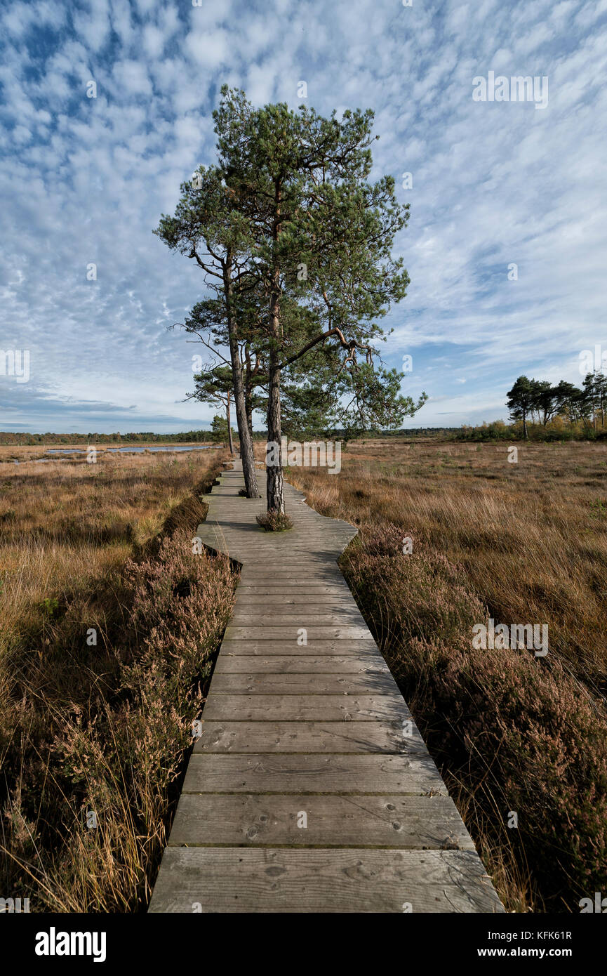 Passerella in legno percorso.parte di libellula sentiero natura, Thursley comune, Surrey, Regno Unito Foto Stock