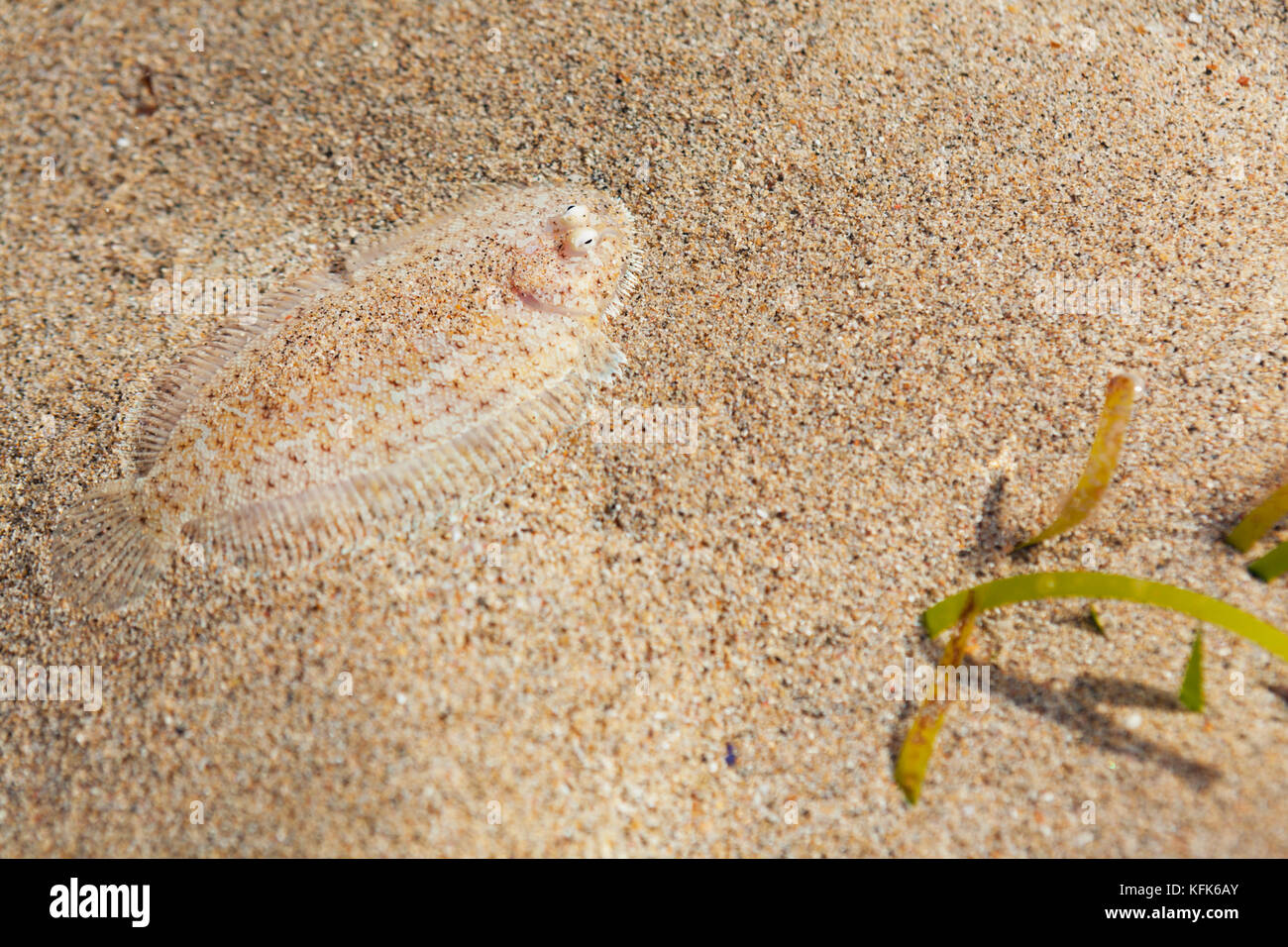 Close up foto subacquee di suola piatta di seppellimento di pesce in spiaggia di sabbia di fondo del mare. protezione camouflage, mimica e imitazione del modello di passere Foto Stock
