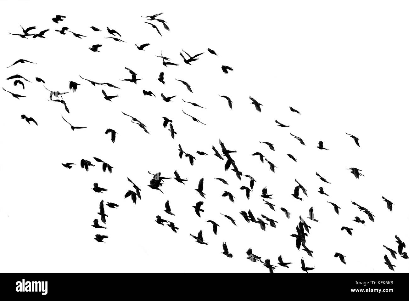 Numerose stormo di uccelli neri battenti isolati su sfondo bianco del cielo nell'angolo Foto Stock