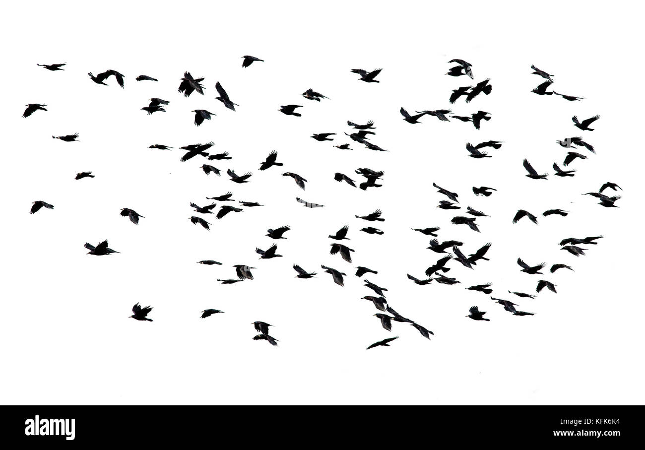 Grande gregge di uccelli neri battenti isolato sul cielo bianco sullo sfondo Foto Stock