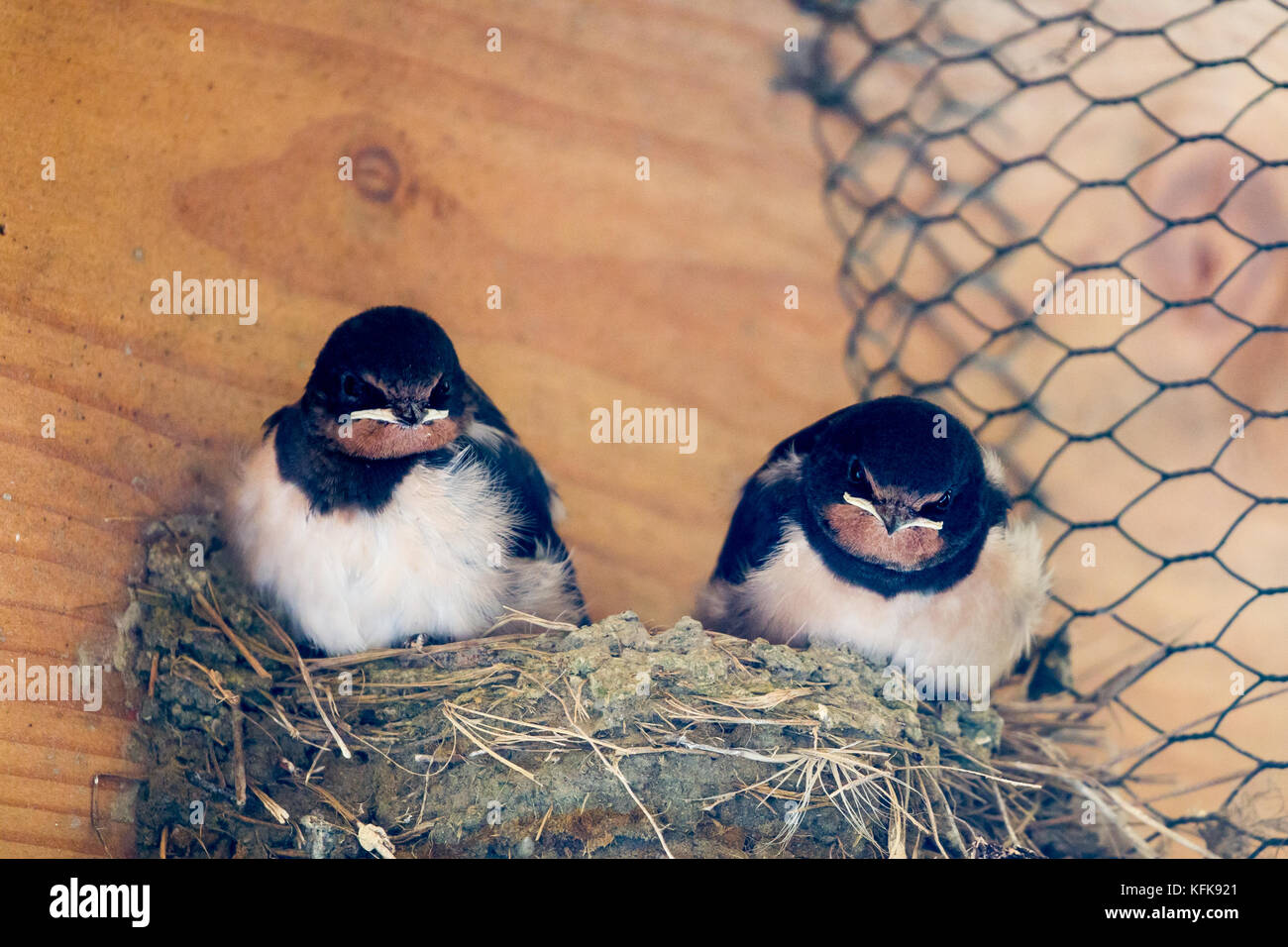 Rondini (Hirundo rustica) seduti sulle loro nido sull'isola del mare del Nord juist in Frisia orientale, Germania, Europa. Foto Stock