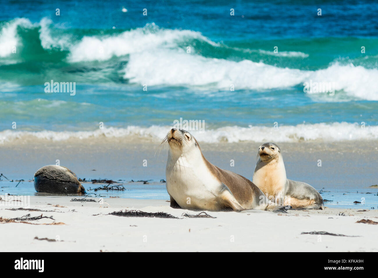 Seal Bay, Kangaroo Island, South Australia, Australia Foto Stock