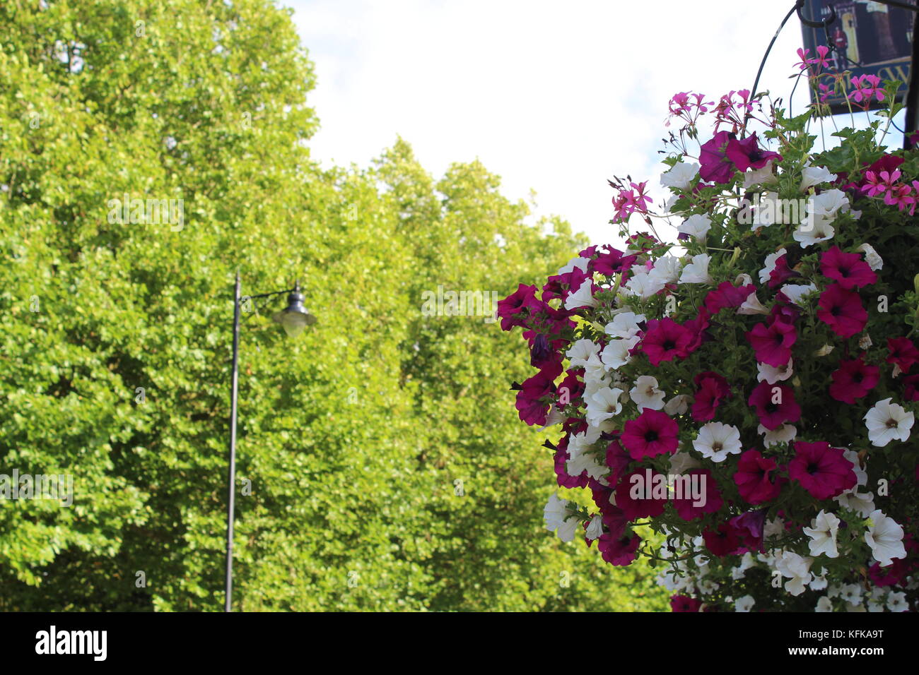 Fiori colorati nascosto nel pub di ombra durante una delle rare se non solo le giornate soleggiate del mese di agosto di 2k17 con verde 'la lunga passeggiata' trertops nella parte posteriore Foto Stock