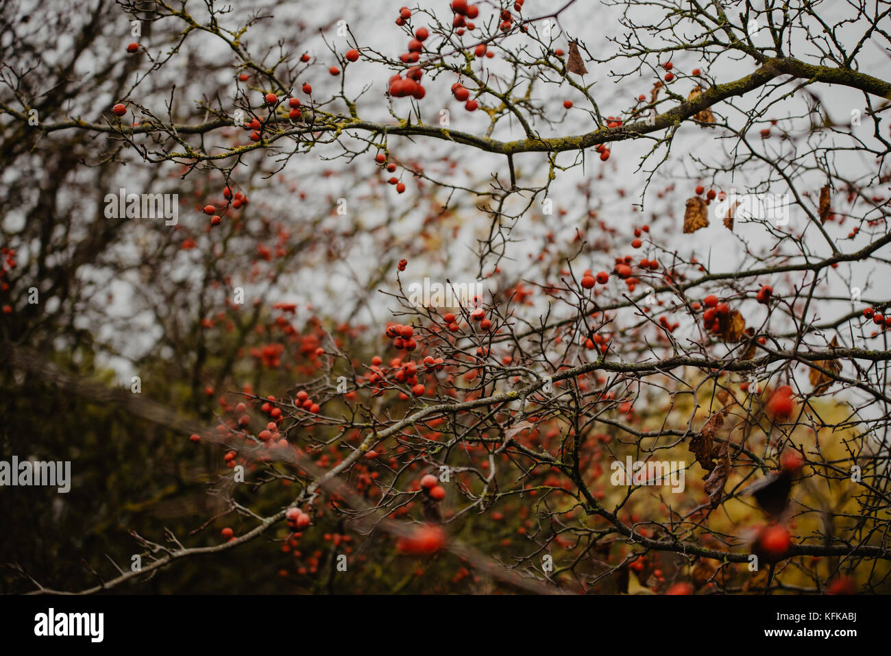Rowan ramo (Sorbus aucuparia) con il rosso un sacco di bacche nel tardo autunno, look vintage Foto Stock