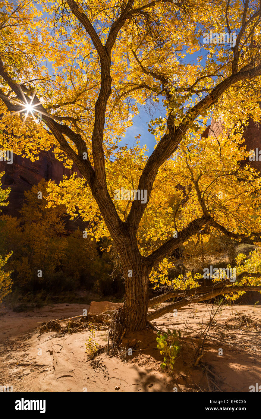 I picchi di sole attraverso rami ritorti di un vecchio albero di pioppi neri americani all'interno di un canyon nel deserto del sud dello Utah di colore giallo brillante delle foglie di autunno candelette Foto Stock