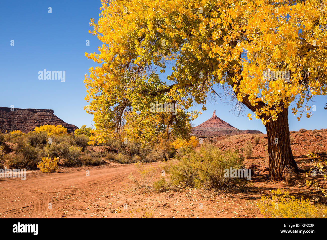 La torre di nord sixshooter picco è visibile attraverso i rami e le foglie di un grande albero di pioppi neri americani vicino a una strada sterrata nella nuova porta orecchie nazione Foto Stock