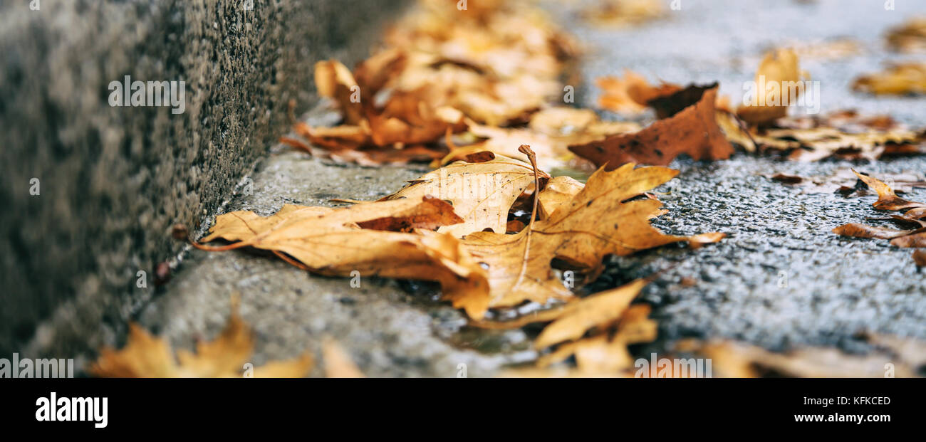 Maple foglie secche caduti sulla strada in autunno Foto Stock