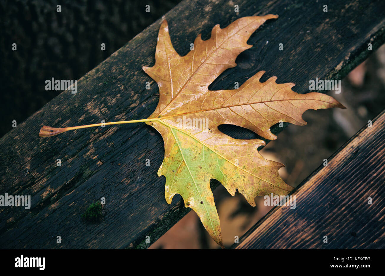 Maple Leaf secco caduto su una panca in legno in autunno dopo la pioggia Foto Stock