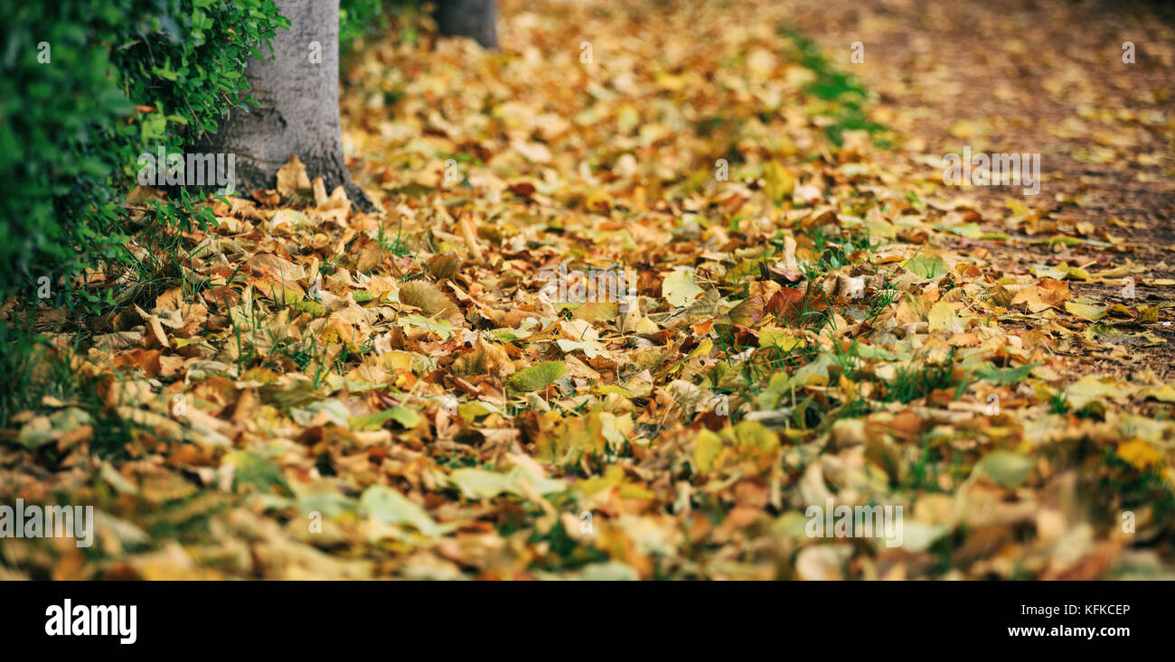 Maple foglie secche cadute a terra in autunno dopo la pioggia Foto Stock