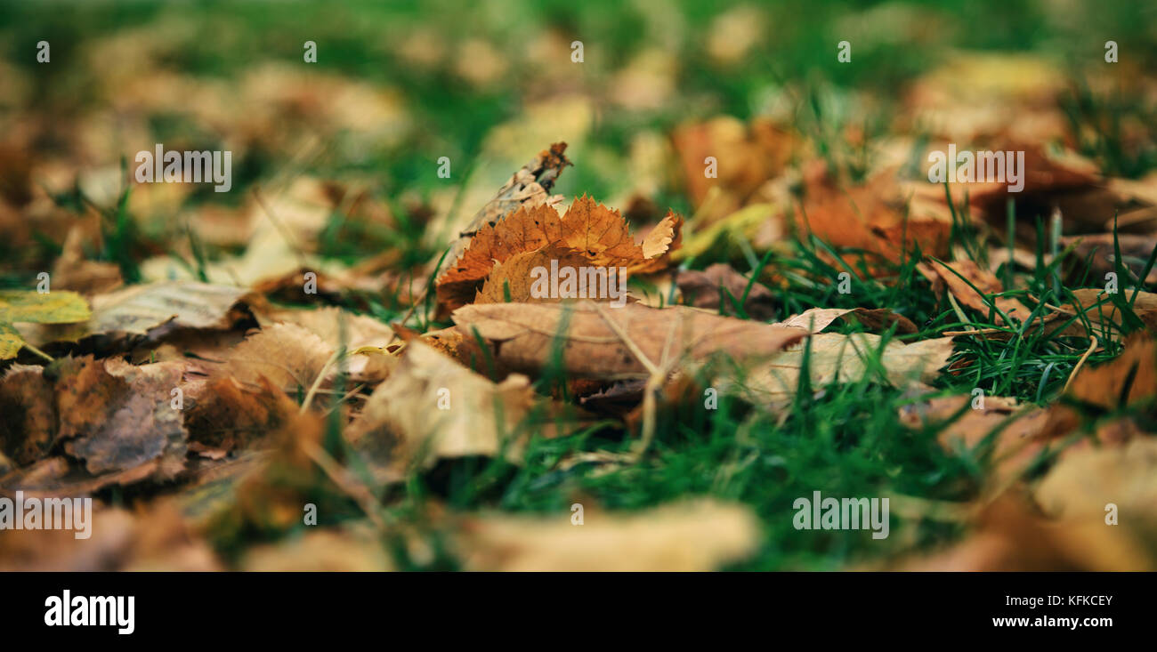 Maple foglie secche closeup caduti a terra in autunno dopo la pioggia Foto Stock