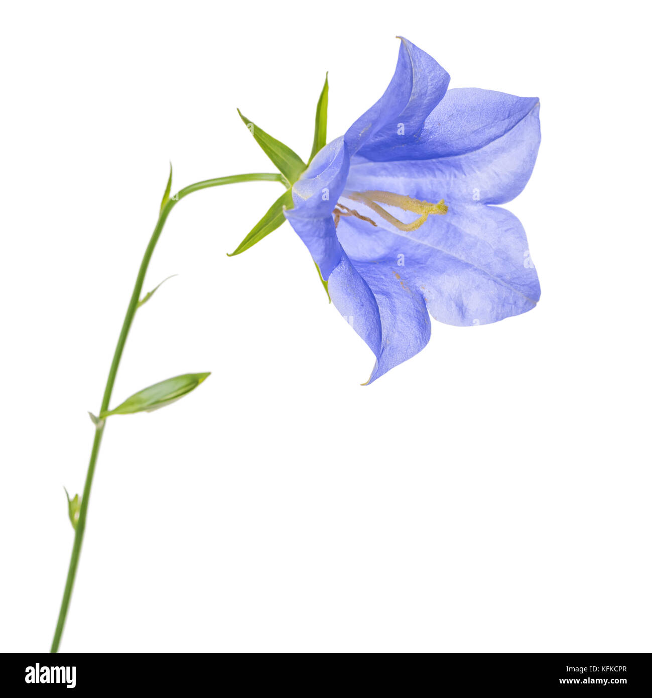 Splendida fioritura singola campana blu fiore isolato su sfondo bianco, close up Foto Stock