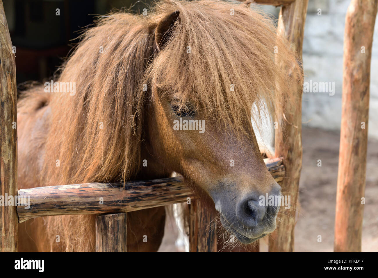 Pony marrone con capelli divertenti sul cavallo stabile Foto Stock