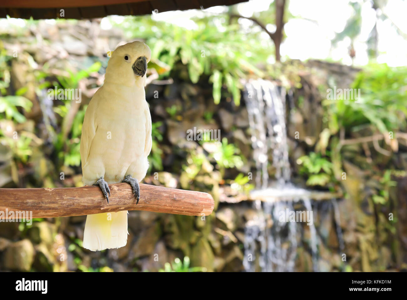 White cockatoo, zolfo-crested cockatoo (cacatua galerita). uno dei cacatua specie in Indonesia Foto Stock