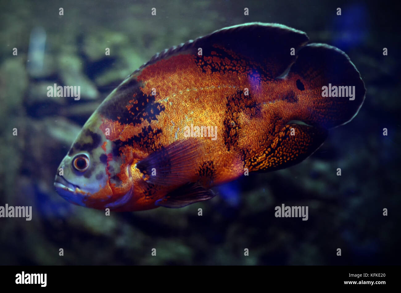 Oscar pesce nel buio acquario d'acqua. Sud America Amazon pesci di fiume  Astronotus ocellatus Foto stock - Alamy