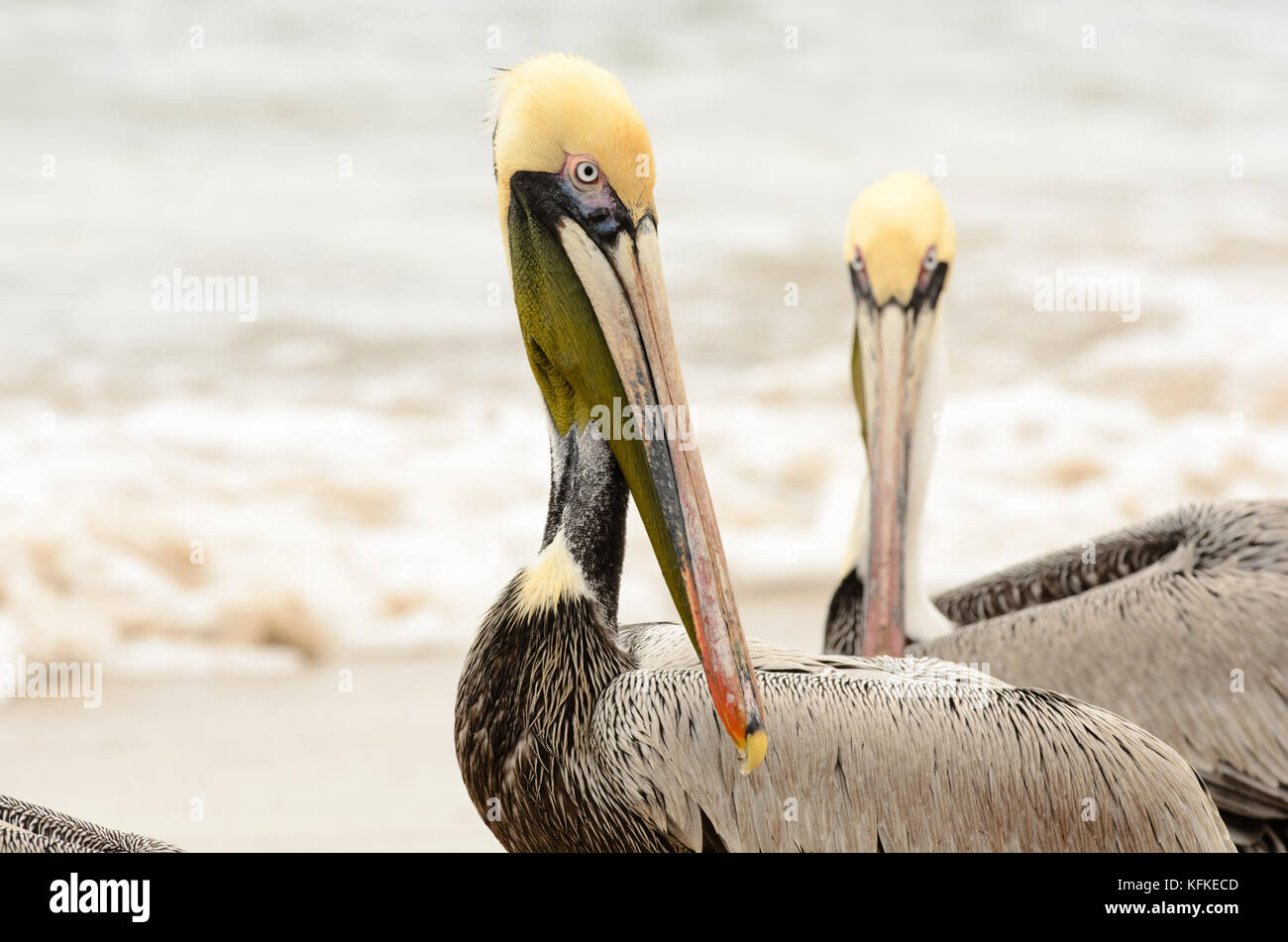 Pelican è un closeup colpo alla testa di un pellicano in un gruppi di pellicani sulla spiaggia.f Foto Stock