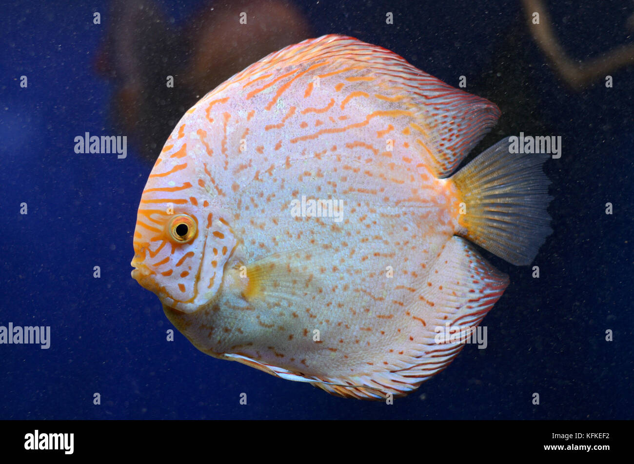 Acqua dolce luminoso Symphysodon discus, amazon pesci di fiume Foto stock -  Alamy