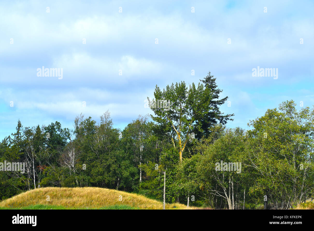 Una piccola collina con molti alberi di alto fusto dietro che è protetta terra di conservazione in ferndale, Washington. Foto Stock