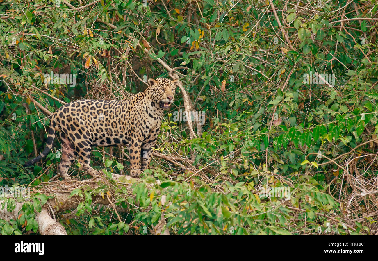 Jaguar (Panthera onca) è di vedetta, fitta vegetazione shore, Pantanal, Mato Grosso, brasile Foto Stock